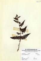 藏品(深山鱗毛蕨)的圖片